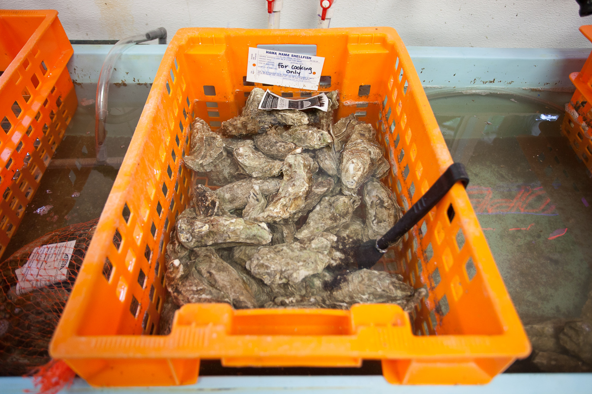 Fresh oysters to choose from.