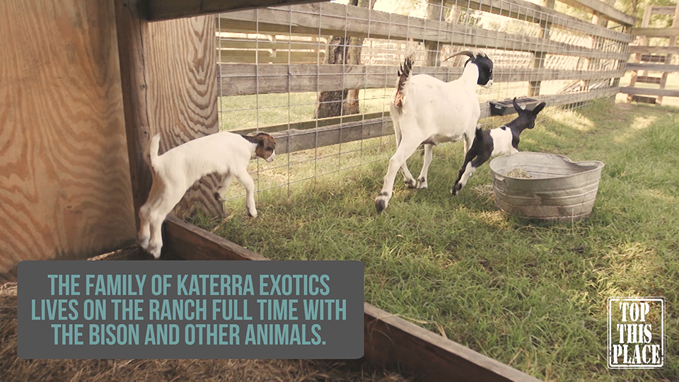 Katerra Exotics ranch