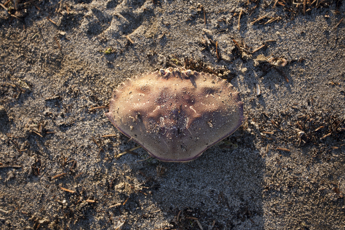 Spotted an empty Dungeness Crab shell on the beach.