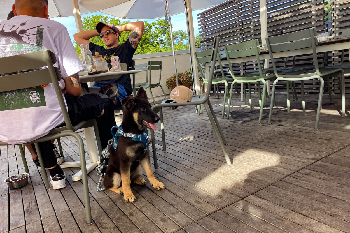 Puppy dog waiting for Paperboy